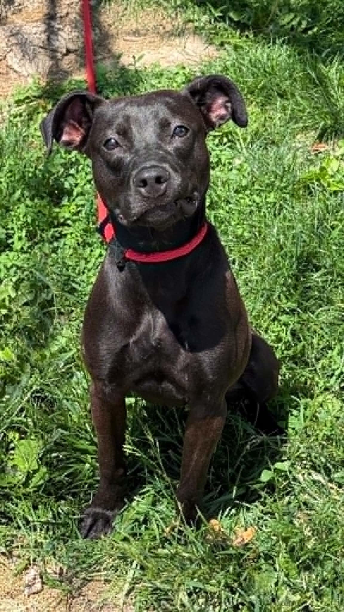 Houdini, adoptable, Adult Female Pit Bull Terrier & Labrador Retriever.