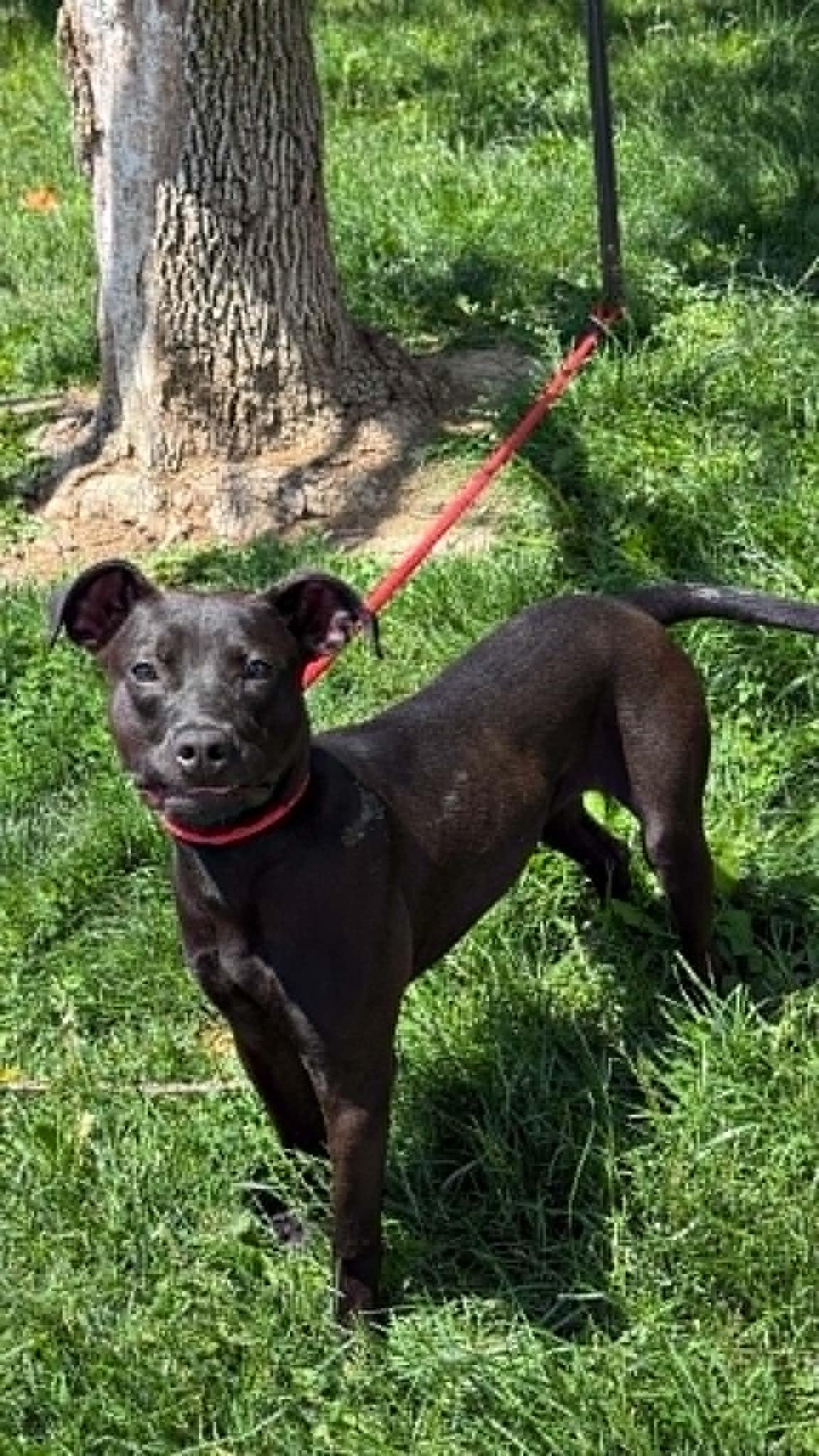 Houdini, an adoptable mixed breed in Springfield, IL image 2/3