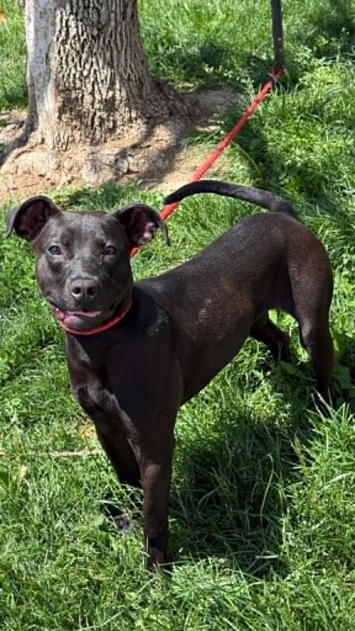 Houdini, an adoptable mixed breed in Springfield, IL image 3/3