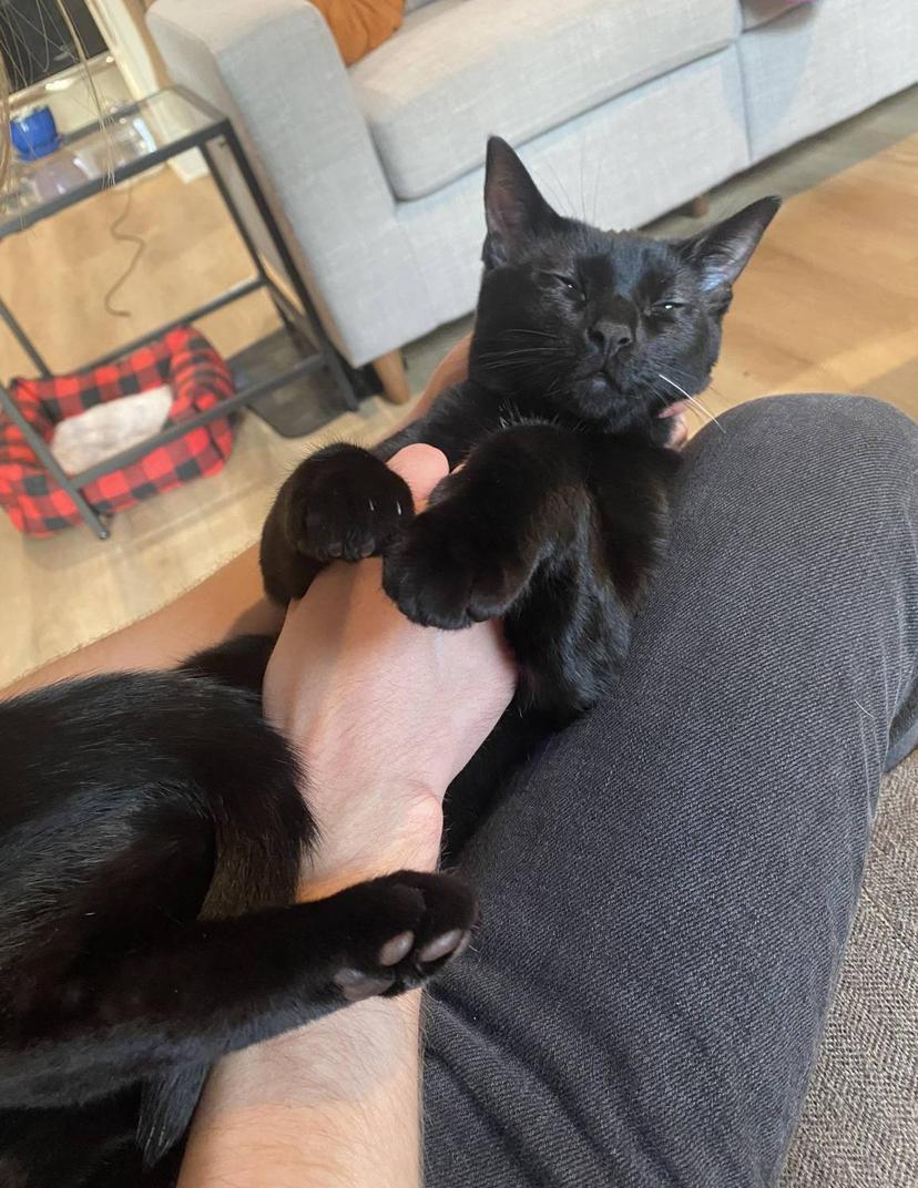 Enlarge Nora, a ADOPTABLE Domestic Short Hair in Milwaukee, WI image 2/6