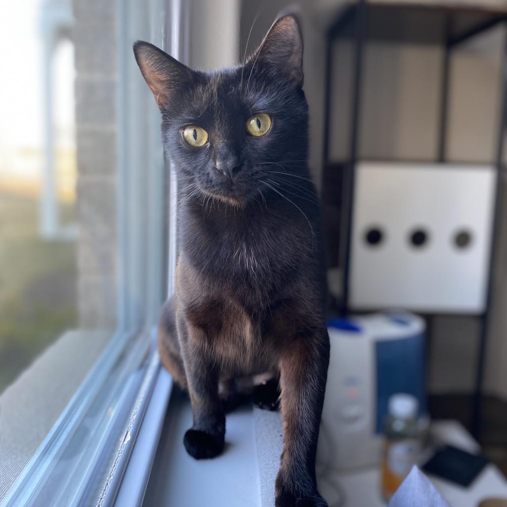 Enlarge Nora, a ADOPTABLE Domestic Short Hair in Milwaukee, WI image 6/6