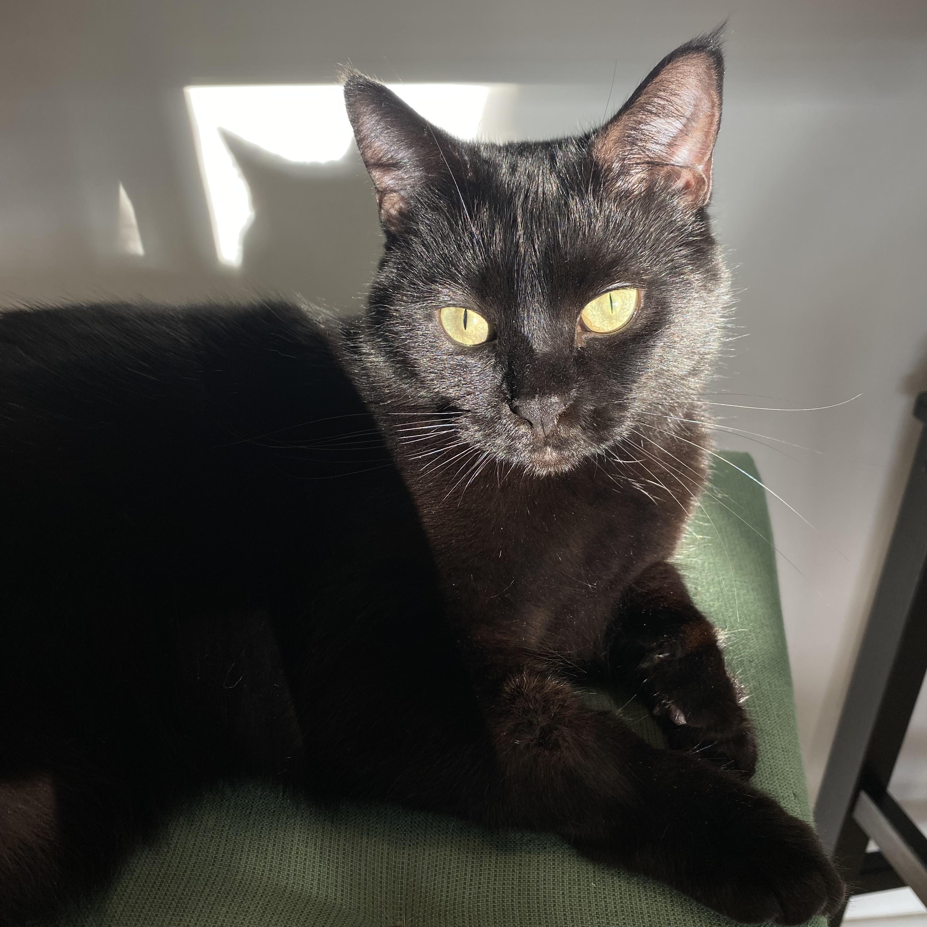 Enlarge Nora, a ADOPTABLE Domestic Short Hair in Milwaukee, WI image 5/6