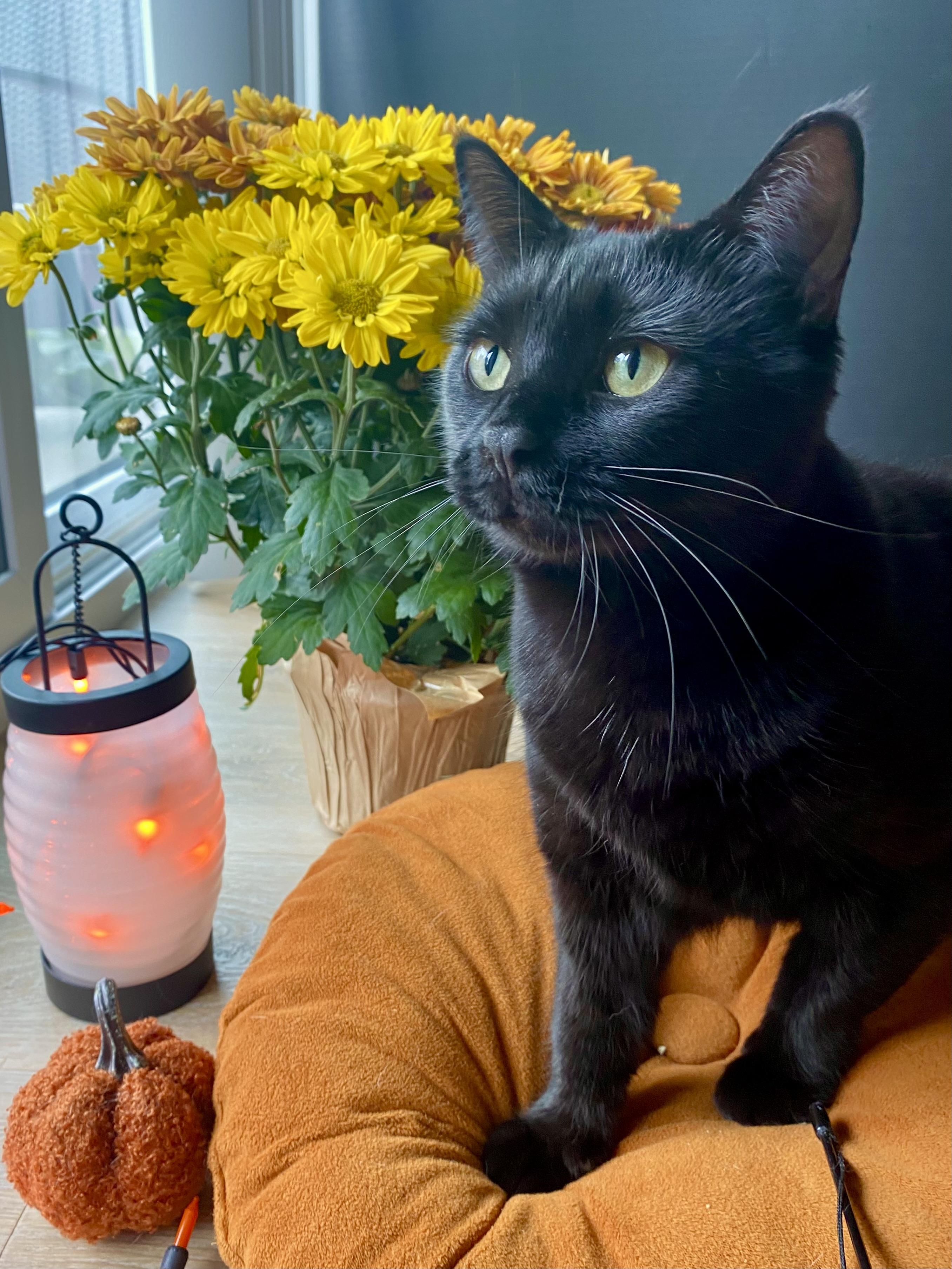 Enlarge Nora, a ADOPTABLE Domestic Short Hair in Milwaukee, WI image 1/6