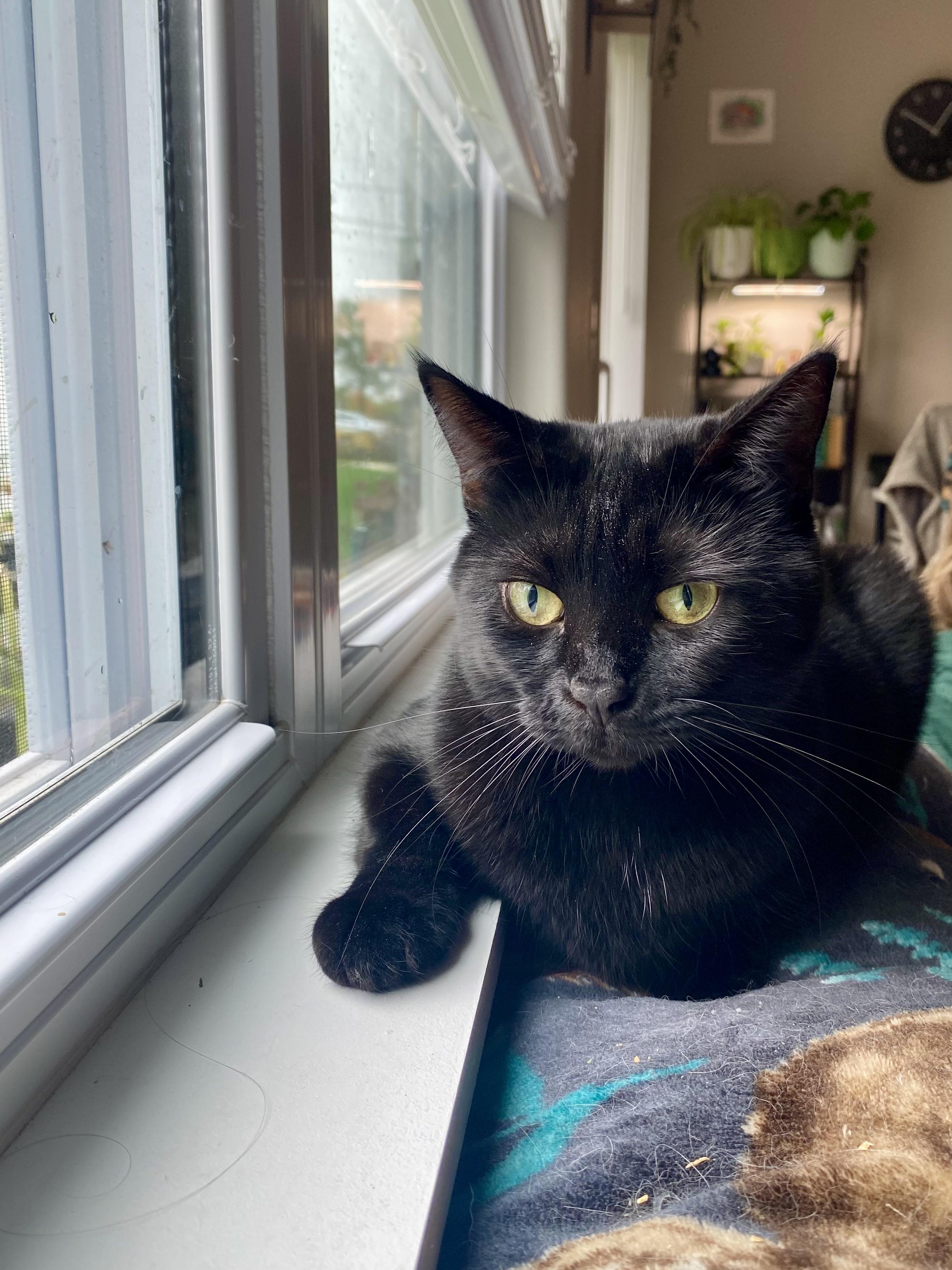 Enlarge Nora, a ADOPTABLE Domestic Short Hair in Milwaukee, WI image 4/6