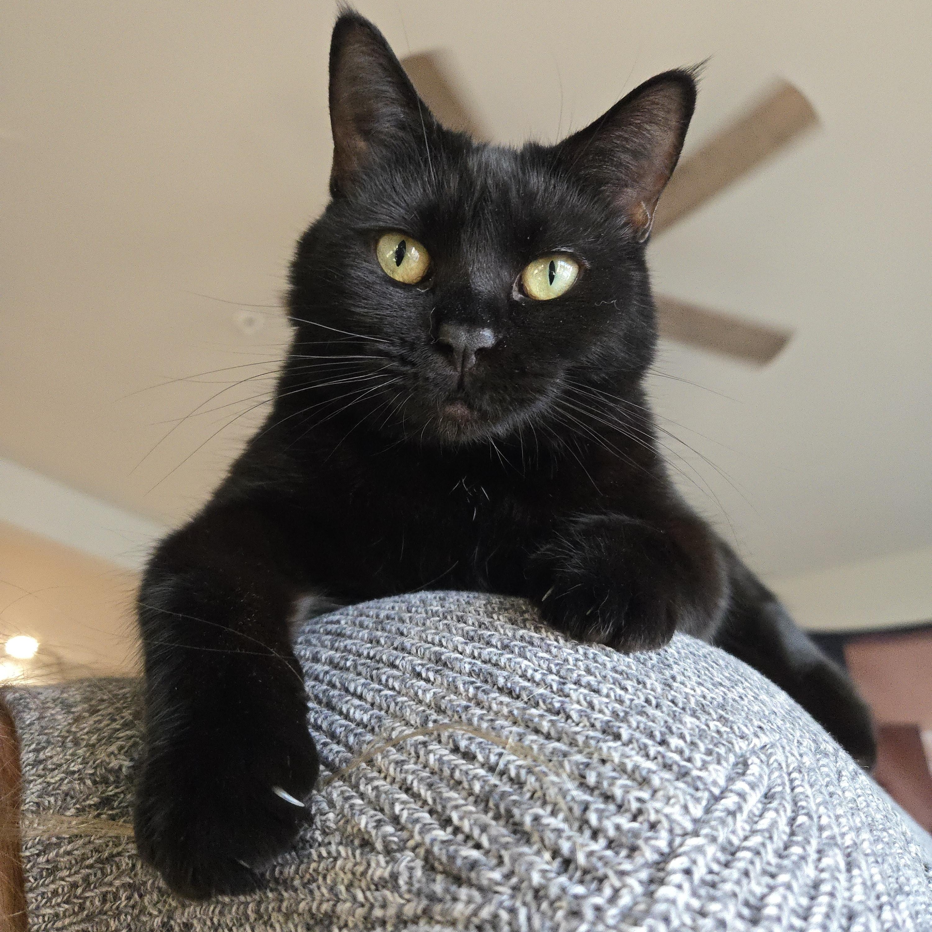 Enlarge Nora, a ADOPTABLE Domestic Short Hair in Milwaukee, WI image 3/6