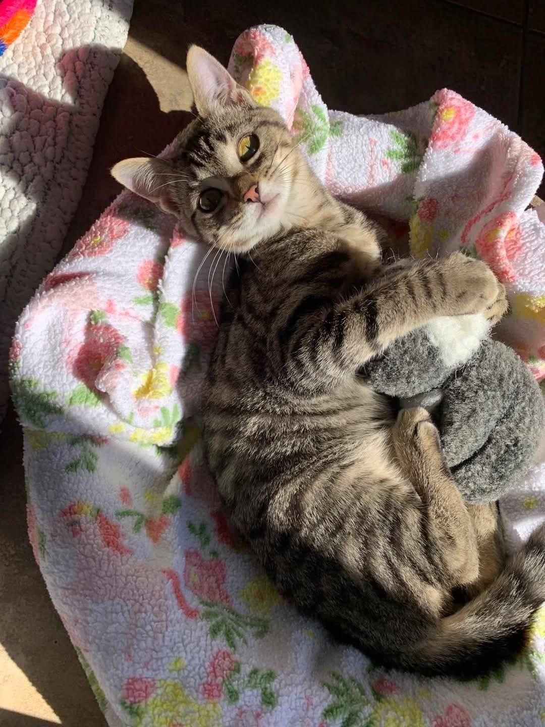 Enlarge Pretty-Available Meow!, a Adopted Domestic Short Hair in Sneads Ferry, NC image 1/1