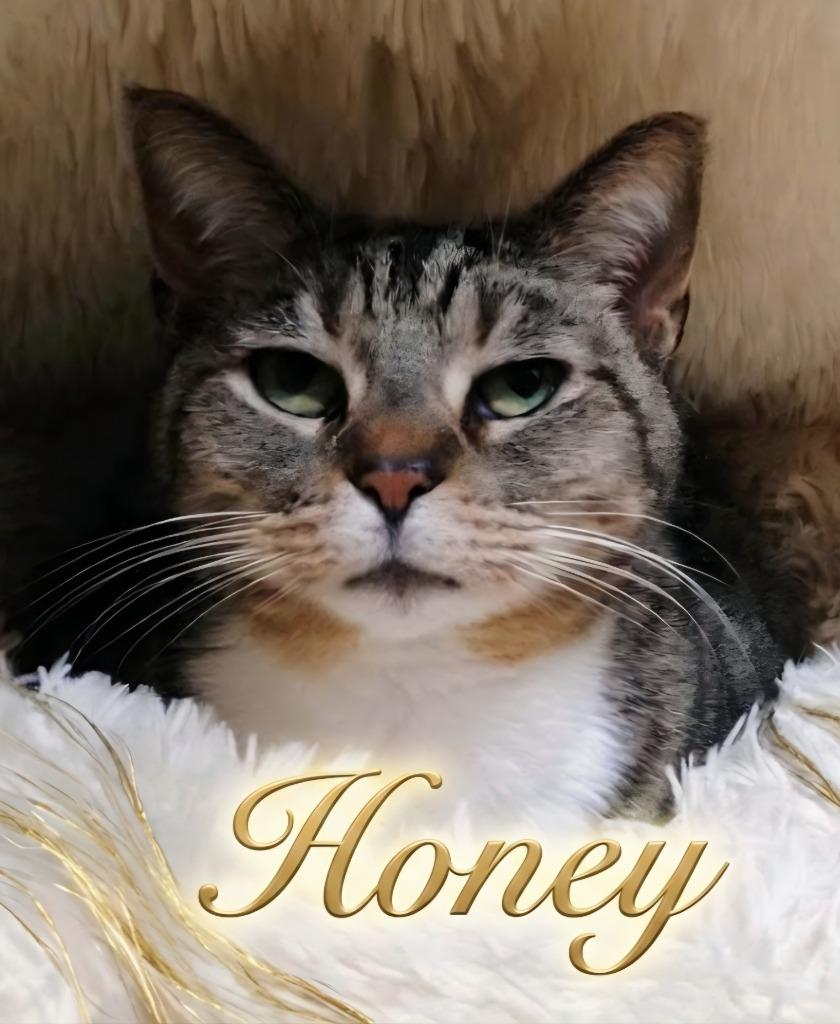 Honey, Adoptable, Adult Female Domestic Short Hair.