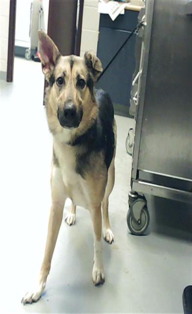 Enlarge HEIDI, a Adoptable German Shepherd Dog in Fayetteville, NC image 1/1