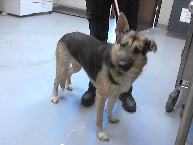 Enlarge HEIDI, a Adoptable German Shepherd Dog in Fayetteville, NC image 1/1