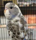 Enlarge Skye is so sweet and sooo special!  , a Adoptable Parakeet (Other) in Bedford Hills, NY image 1/2
