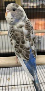 Enlarge Skye is so sweet and sooo special!  , a Adoptable Parakeet (Other) in Bedford Hills, NY image 2/2