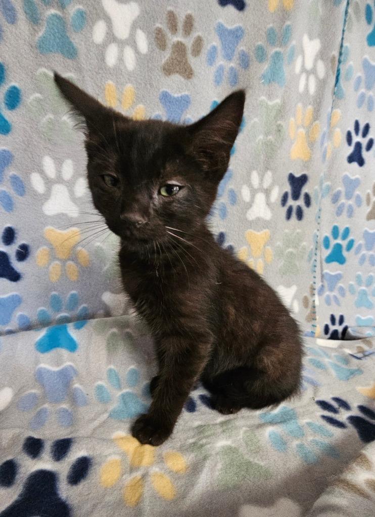 Ben, Adoptable, Kitten Male Domestic Short Hair.