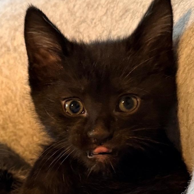 Enlarge Romeo, an adopted Domestic Short Hair in Portland, OR image 1/5