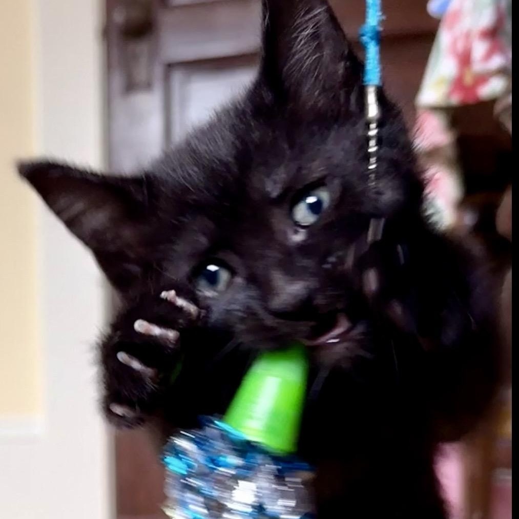 Enlarge Romeo, an adopted Domestic Short Hair in Portland, OR image 3/5