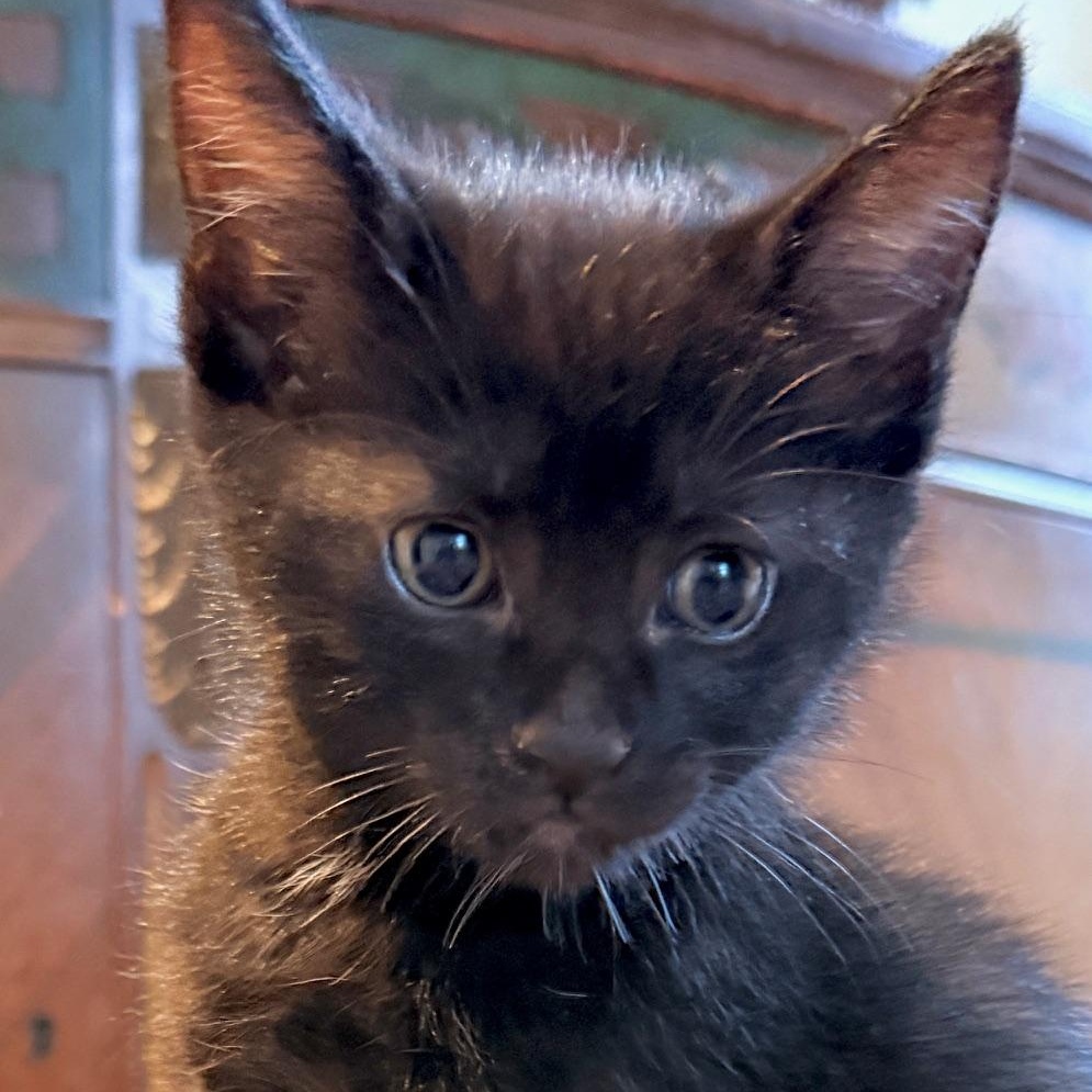 Enlarge Romeo, an adopted Domestic Short Hair in Portland, OR image 5/5