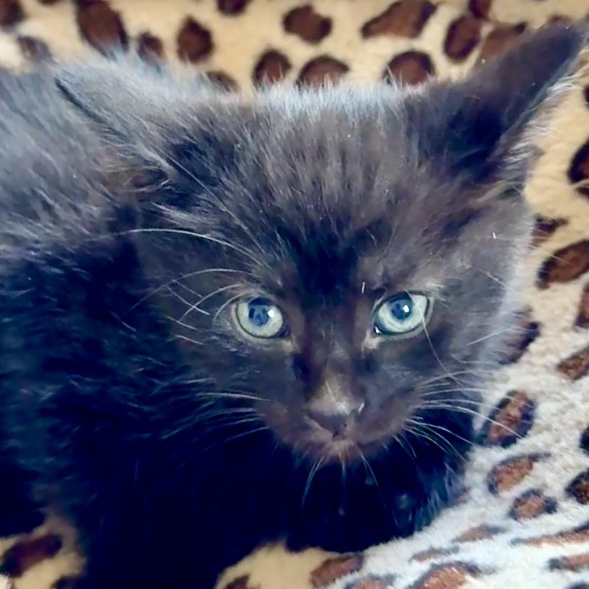 Enlarge Romeo, an adopted Domestic Short Hair in Portland, OR image 4/5