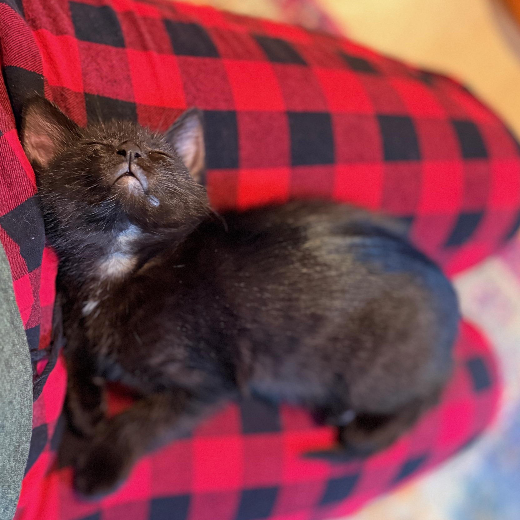 Enlarge Romeo, an adopted Domestic Short Hair in Portland, OR image 2/5