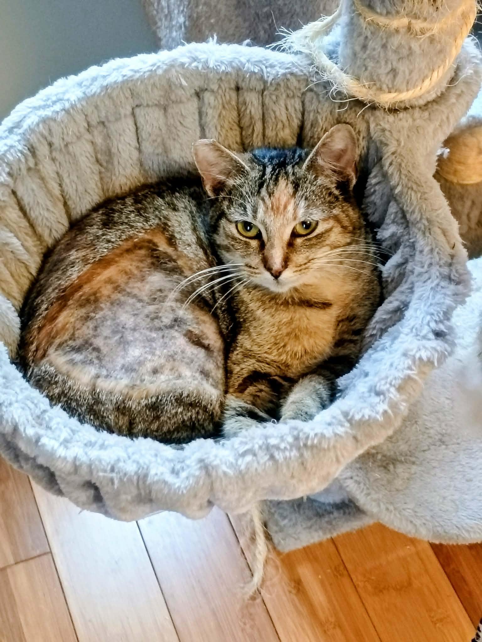 Maxine (Dilute Tabby), ADOPTABLE, Young Female Tabby.