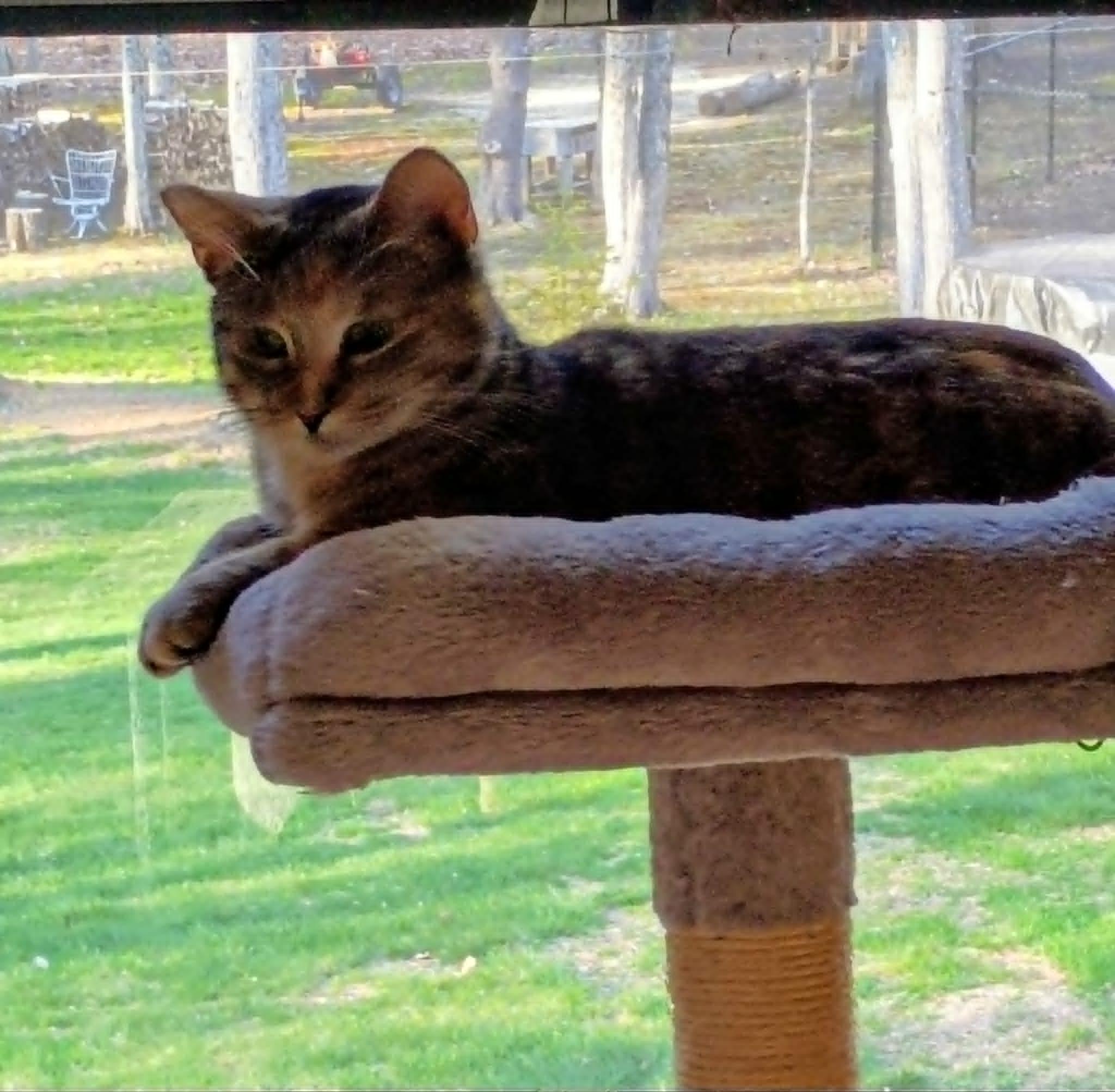 Enlarge Maxine (Dilute Tabby) Bonded with Ginny***Reduced adoption fee***, a ADOPTABLE Tabby in North Berwick, ME image 2/5