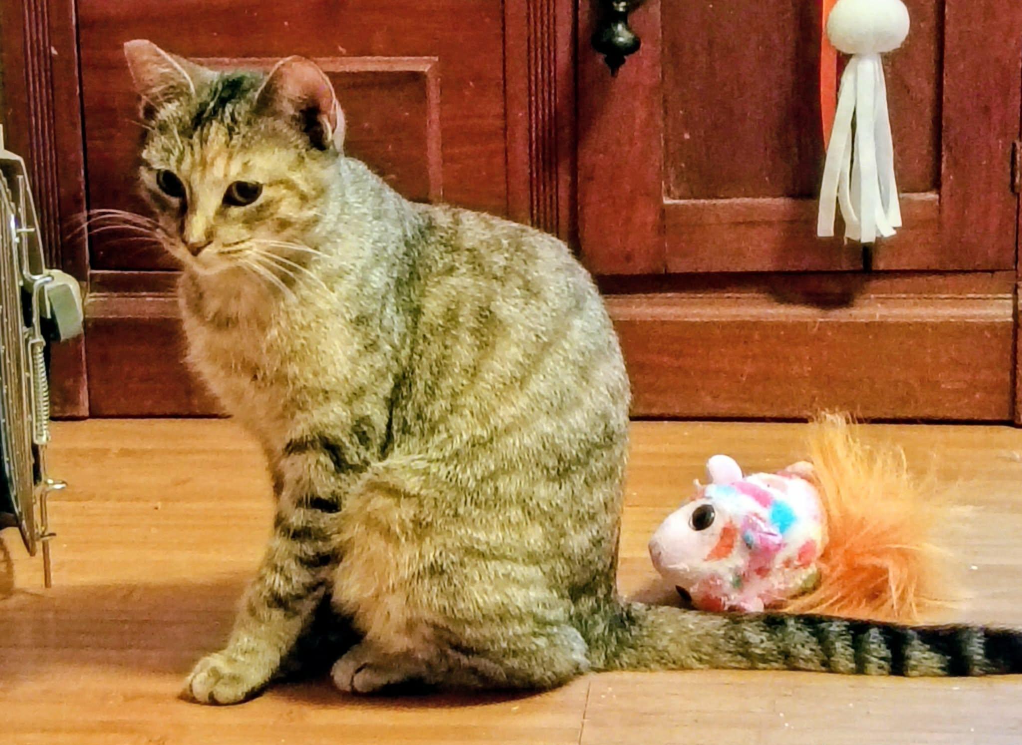 Enlarge Maxine (Dilute Tabby), a ADOPTABLE Tabby in North Berwick, ME image 2/2