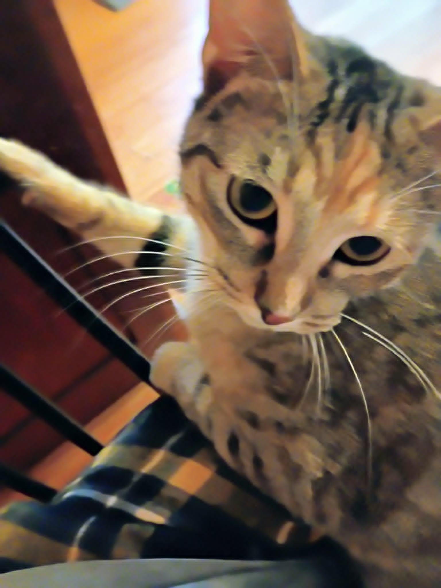 Maxine (Dilute Tabby) Bonded with Ginny***Reduced adoption fee***, ADOPTABLE, Young Female Tabby.