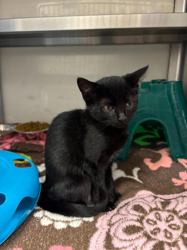 Ginger Snap, Adopted, Kitten Female Domestic Short Hair.
