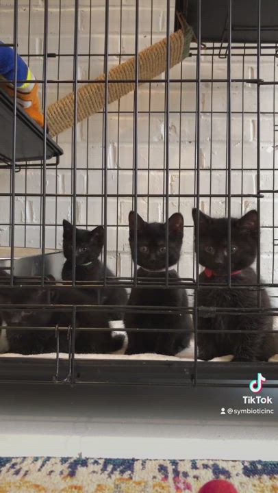 Enlarge MG, a Adopted mixed breed in Suffolk, VA video 6/11