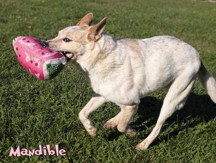 Mandible, Adoptable, Senior Male Fox Terrier & Mixed Breed.