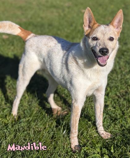Enlarge Mandible, a Adoptable mixed breed in Mason, MI image 2/3