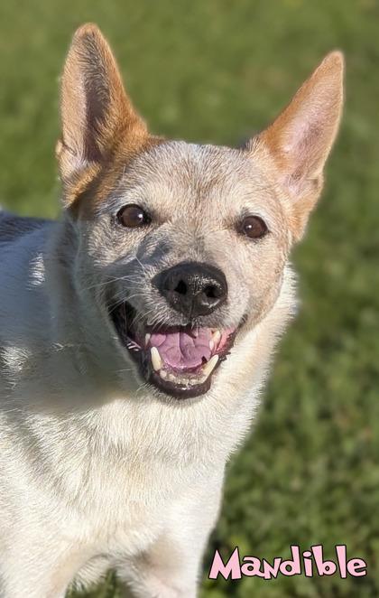 Enlarge Mandible, a Adoptable mixed breed in Mason, MI image 3/3