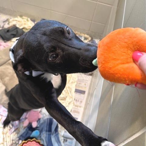 Enlarge Brassy, a Adoptable Mixed Breed in Novelty, OH image 1/4