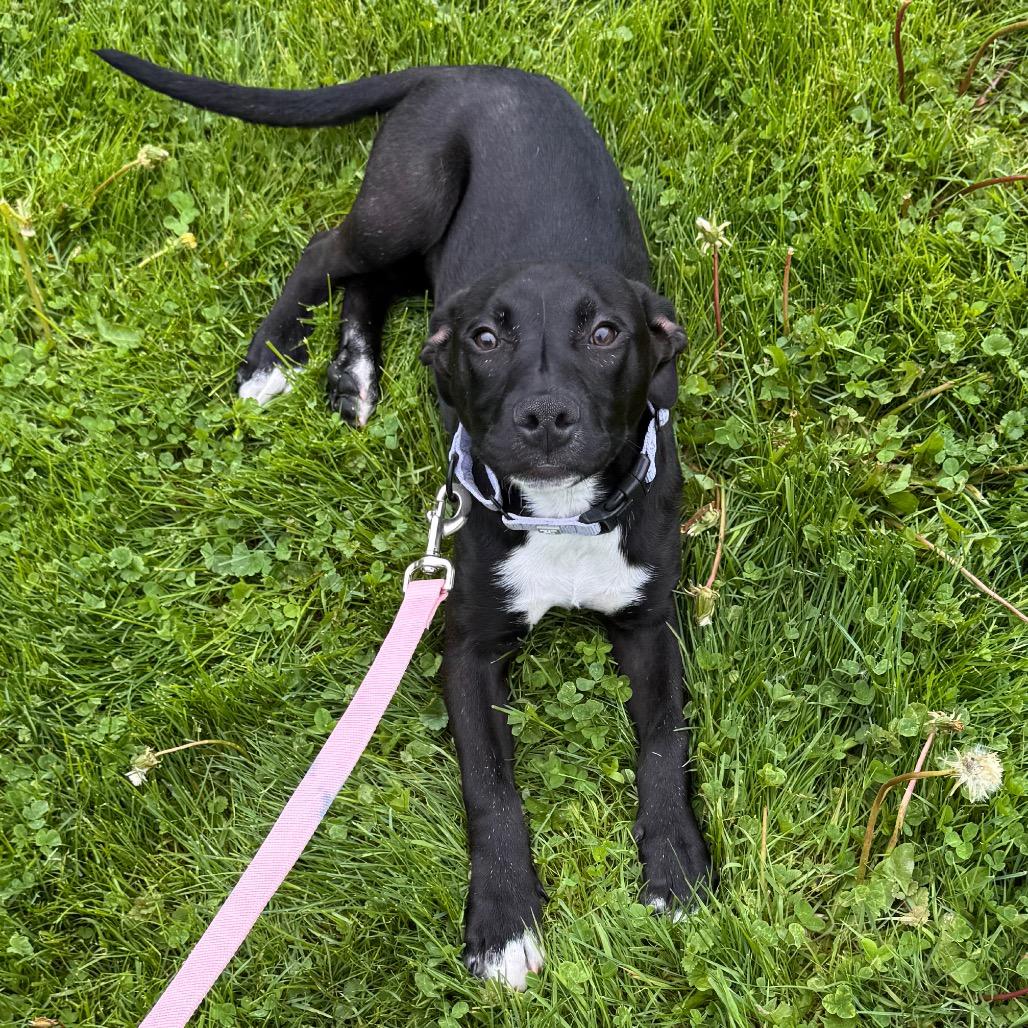 Enlarge Brassy, a Adoptable Mixed Breed in Novelty, OH image 2/4