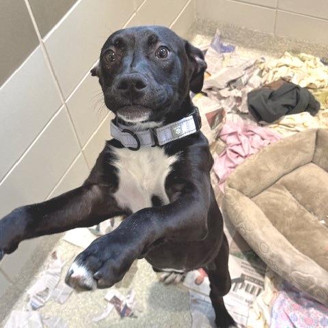 Enlarge Brassy, a Adoptable Mixed Breed in Novelty, OH image 3/4