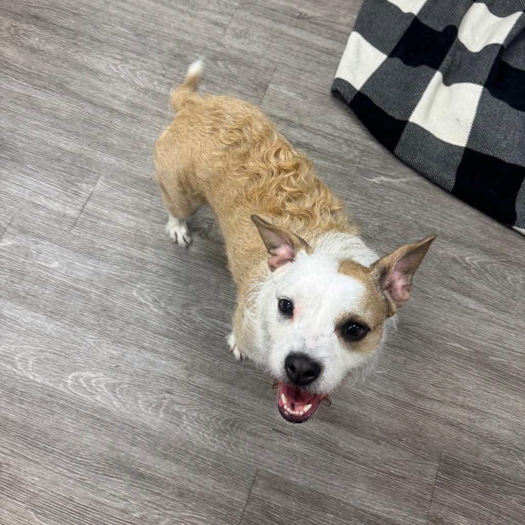 Enlarge Elle, a Adoptable mixed breed in Dayton, OH image 1/4