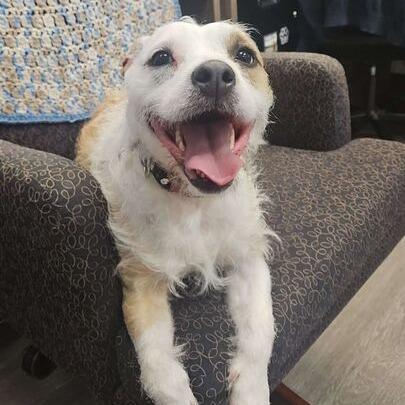 Enlarge Elle, a Adoptable mixed breed in Dayton, OH image 2/4