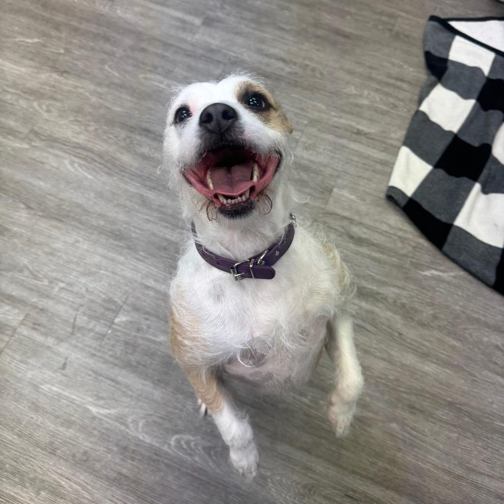 Enlarge Elle, a Adoptable mixed breed in Dayton, OH image 3/4