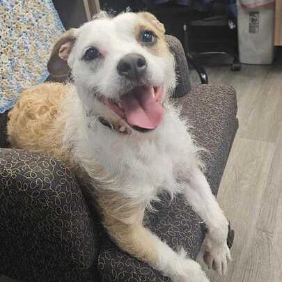 Enlarge Elle, a Adoptable mixed breed in Dayton, OH image 4/4