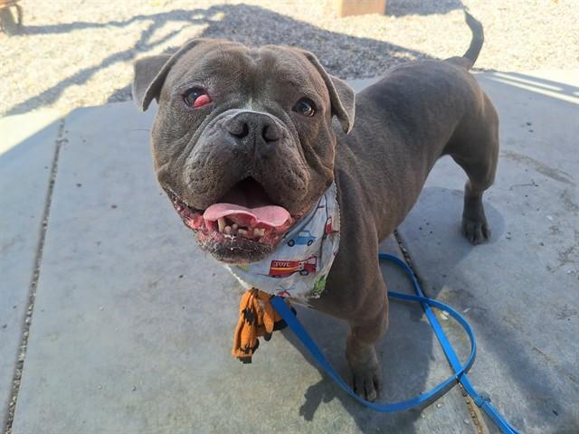 ACE, Adoptable, Adult Male American Bulldog & Mixed Breed.
