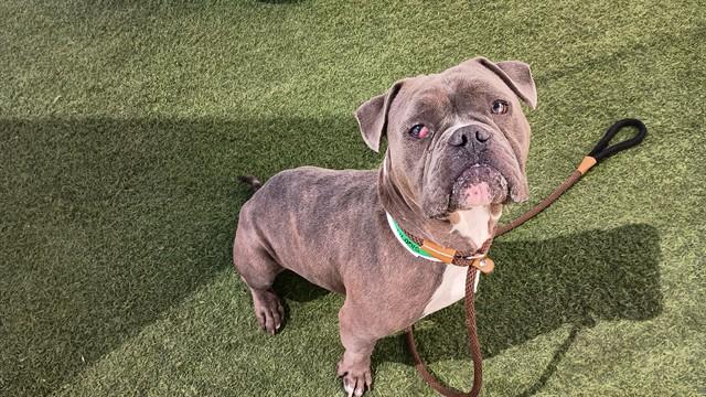 Enlarge ACE, a Adoptable mixed breed in Phoenix, AZ image 1/1