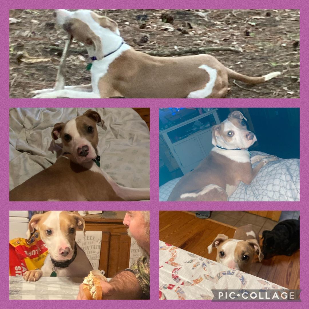 Enlarge Quinn, a Adoptable mixed breed in Smyrna, GA image 1/2