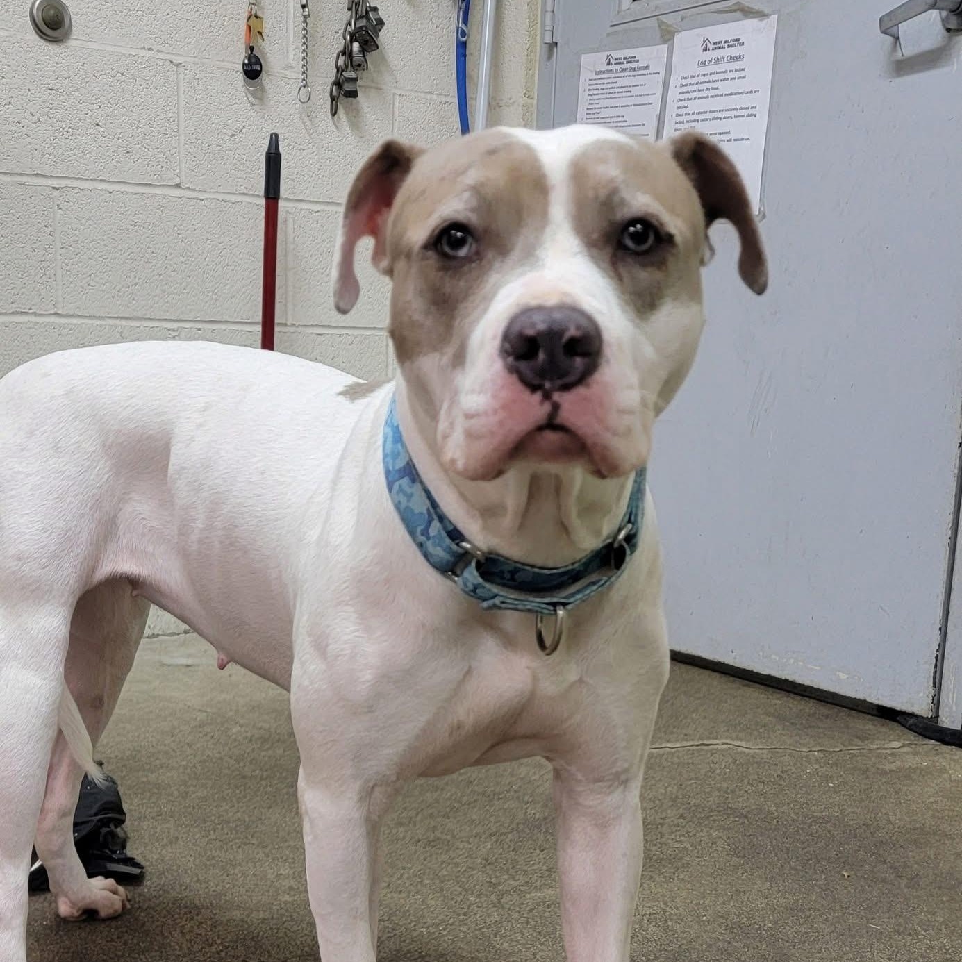 Ivy, a Adoptable mixed breed in West Milford, NJ image 1/6