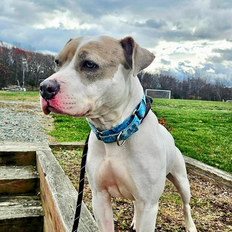 Ivy, a Adoptable mixed breed in West Milford, NJ image 2/6