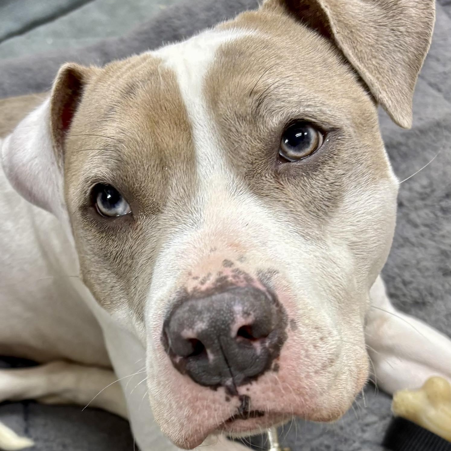 Ivy, Adoptable, Young Female Pit Bull Terrier & American Bully.