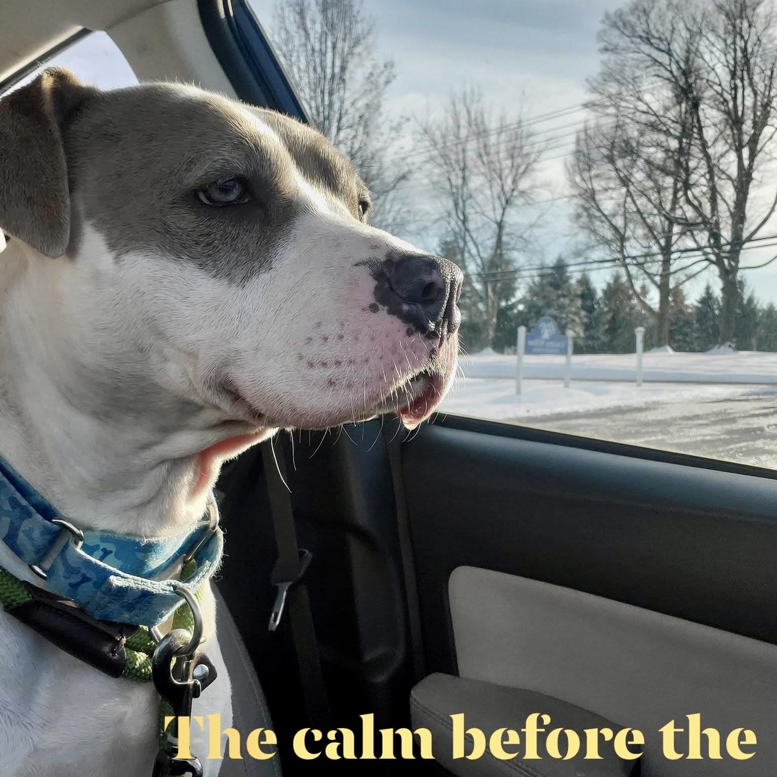 Enlarge Ivy, a Adoptable mixed breed in West Milford, NJ image 5/6