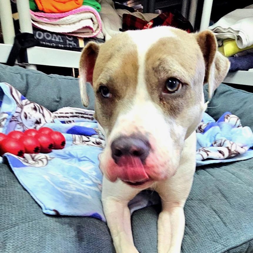 Ivy, a Adoptable mixed breed in West Milford, NJ image 5/6