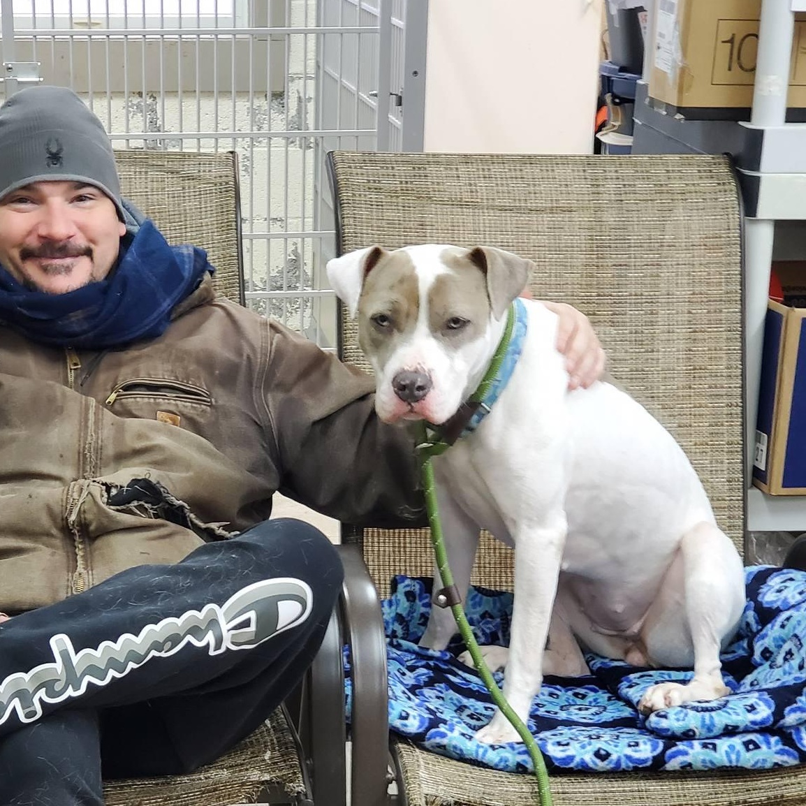 Enlarge Ivy, a Adoptable mixed breed in West Milford, NJ image 2/6