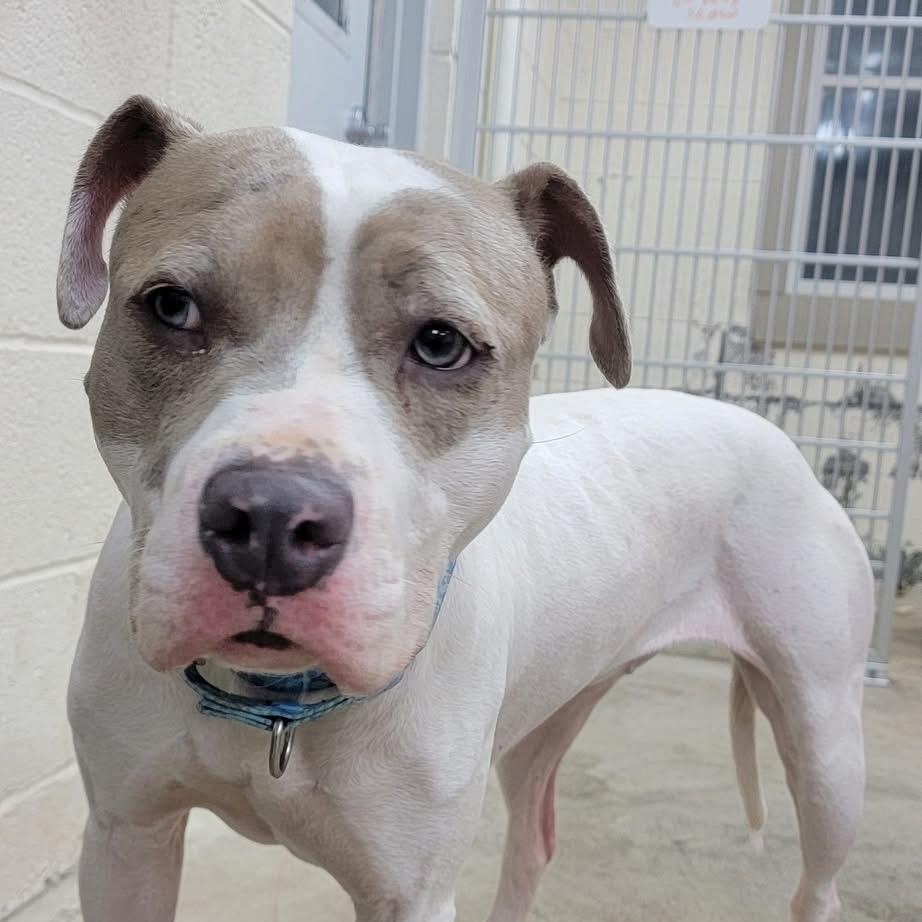 Ivy, a Adoptable mixed breed in West Milford, NJ image 4/6