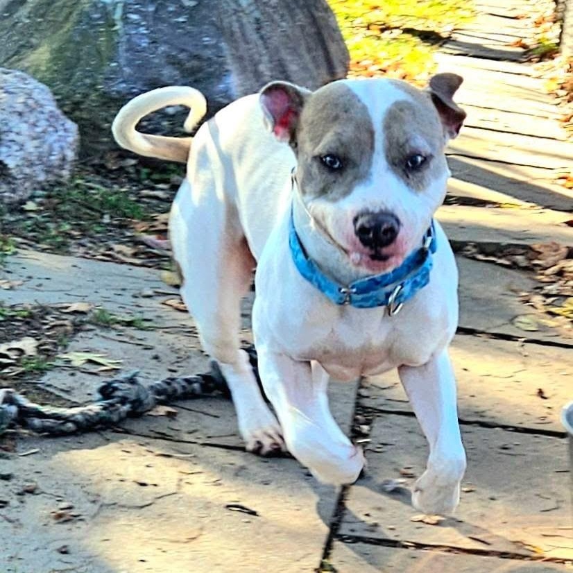 Ivy, a Adoptable mixed breed in West Milford, NJ image 3/6