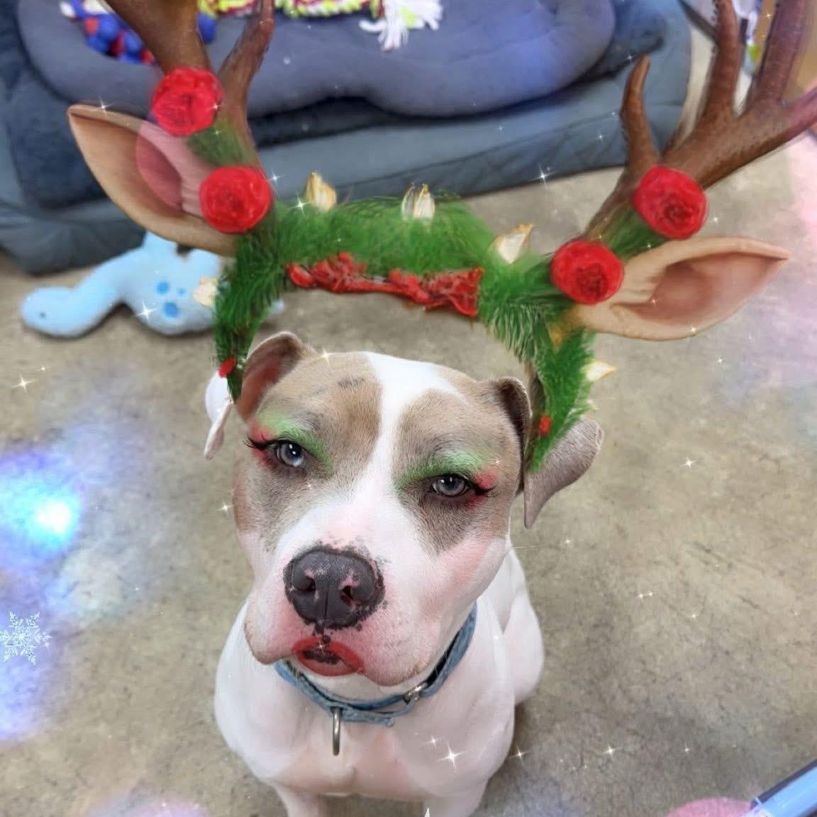 Enlarge Ivy, a Adoptable mixed breed in West Milford, NJ image 6/6