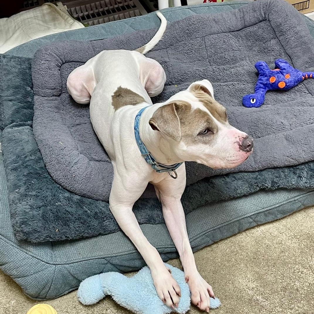 Enlarge Ivy, a Adoptable mixed breed in West Milford, NJ image 3/6